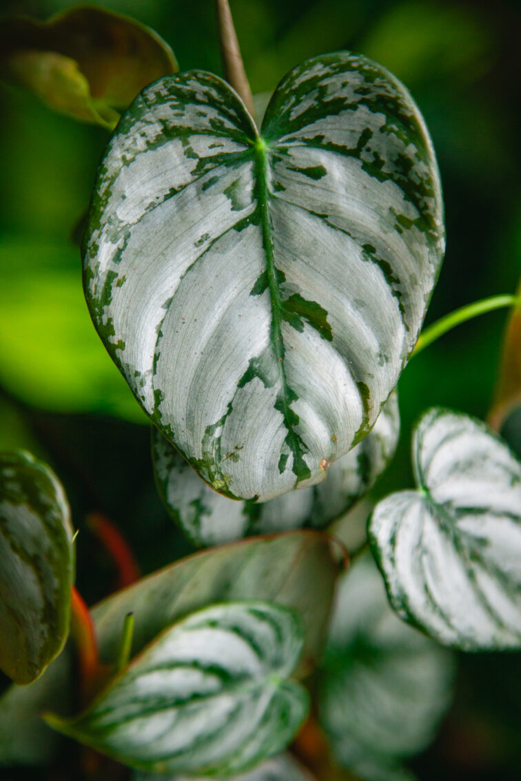 Zdjęcie rosliny doniczkowej Philodendron brandtianum, ujęcie 2