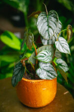 Zdjęcie rosliny doniczkowej Philodendron brandtianum, ujęcie 3