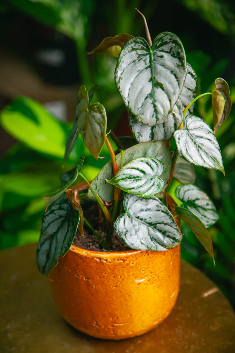 Zdjęcie rosliny doniczkowej Philodendron brandtianum, ujęcie 3