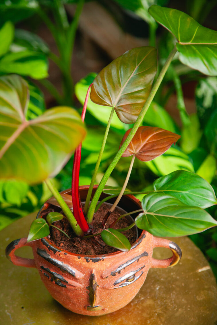 Zdjęcie rosliny doniczkowej Philodendron Summer Glory, ujęcie 1