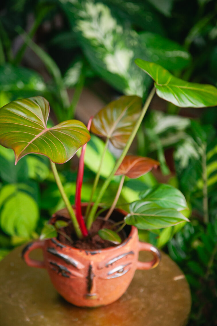 Zdjęcie rosliny doniczkowej Philodendron Summer Glory, ujęcie 2