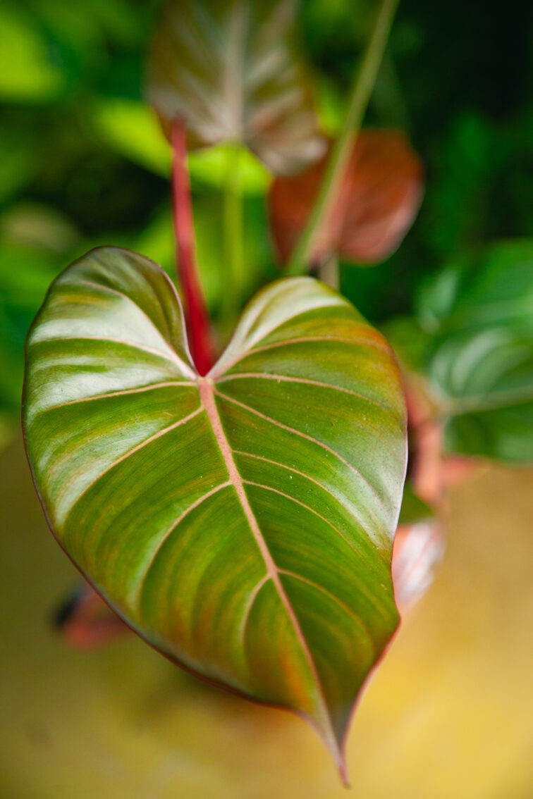 Zdjęcie rosliny doniczkowej Philodendron Summer Glory, ujęcie 3