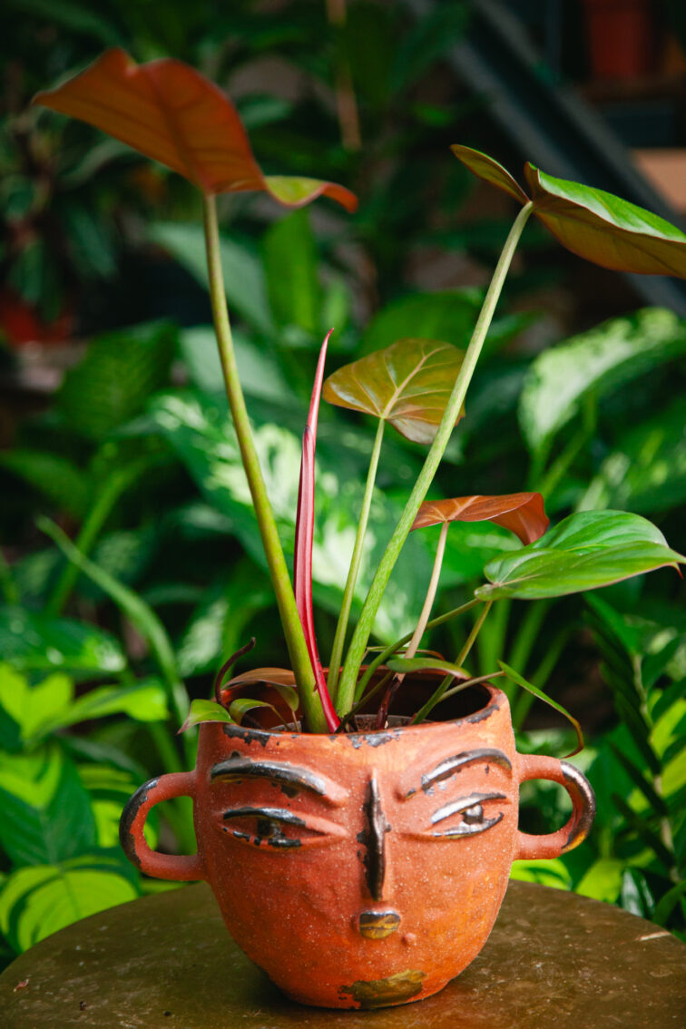 Zdjęcie rosliny doniczkowej Philodendron Summer Glory, ujęcie 4