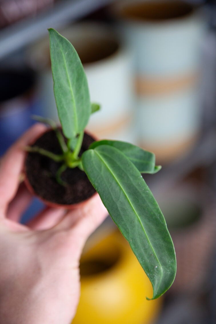 Zdjęcie rosliny doniczkowej Anthurium warocqueanum, ujęcie 1