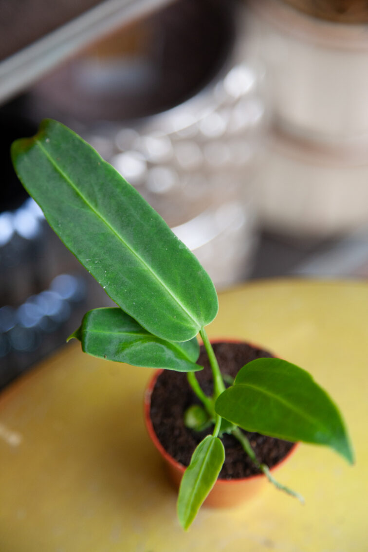 Zdjęcie rosliny doniczkowej Anthurium warocqueanum, ujęcie 2