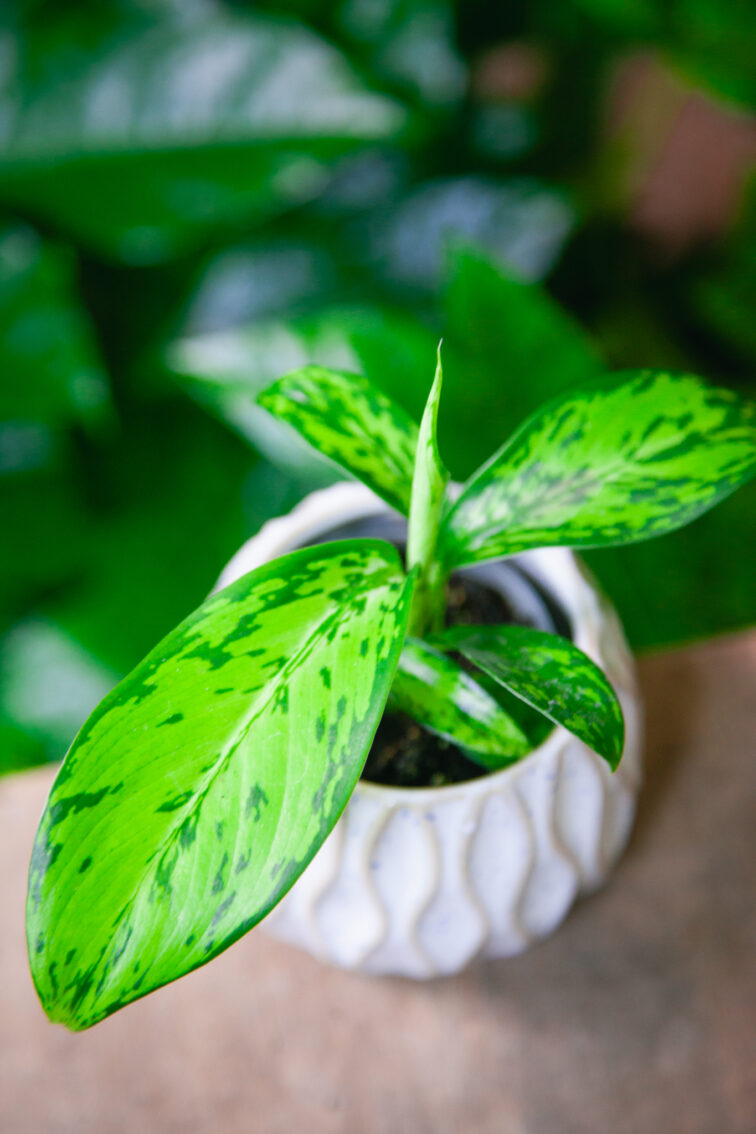 Zdjęcie rosliny doniczkowej Dieffenbachia Crocodile, ujęcie 3