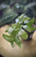 Zdjęcie rosliny doniczkowej Epiphyllum chrysocardium, ujęcie 2