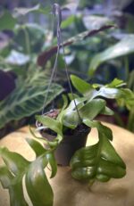 Zdjęcie rosliny doniczkowej Epiphyllum chrysocardium, ujęcie 3