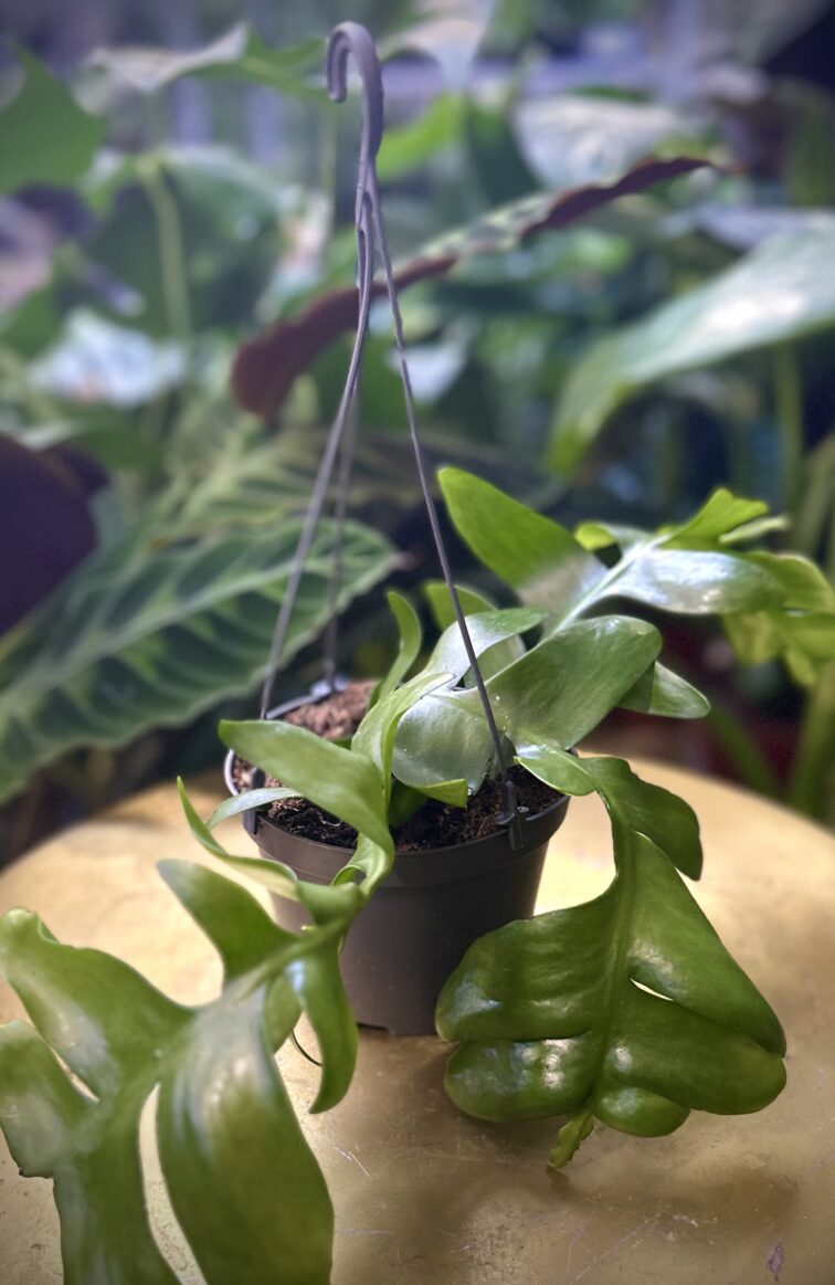 Zdjęcie rosliny doniczkowej Epiphyllum chrysocardium, ujęcie 3