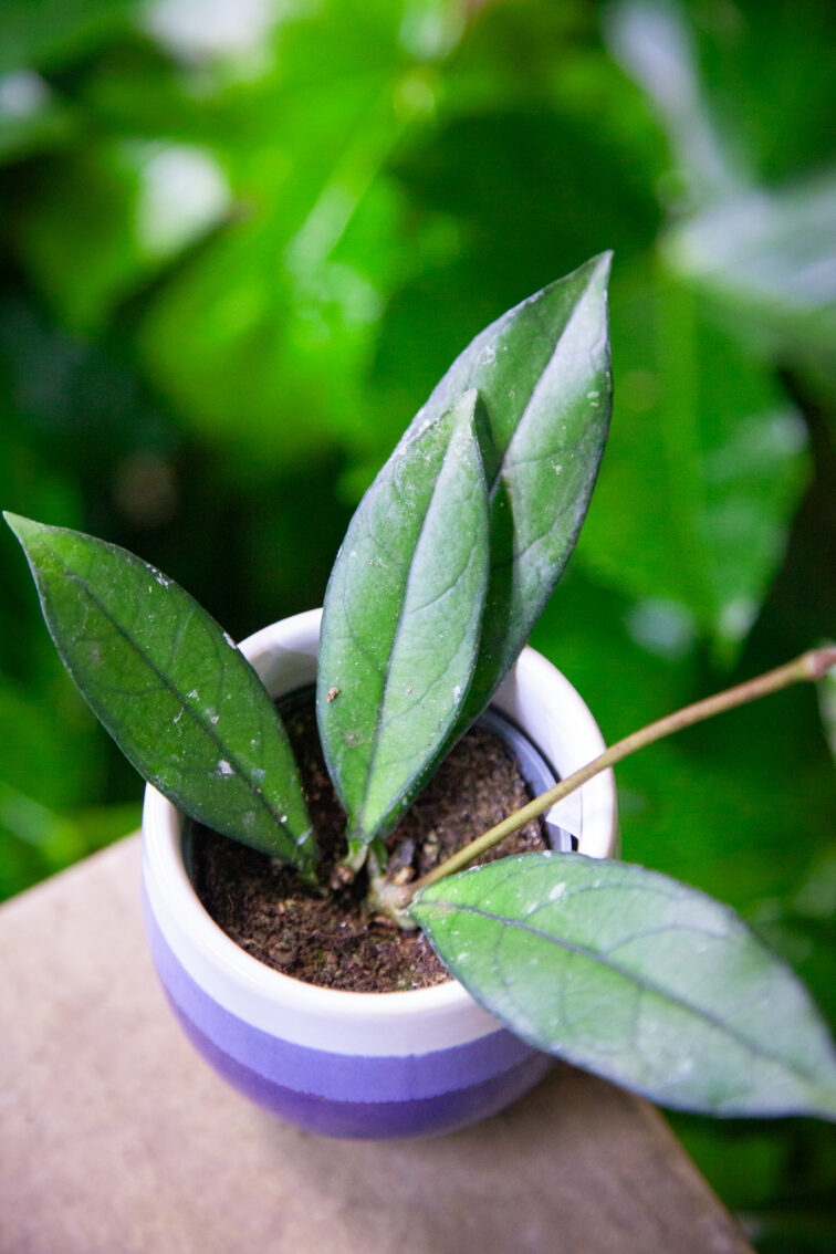 Zdjęcie rosliny doniczkowej Hoya 'Crassipetiolata', ujęcie 1