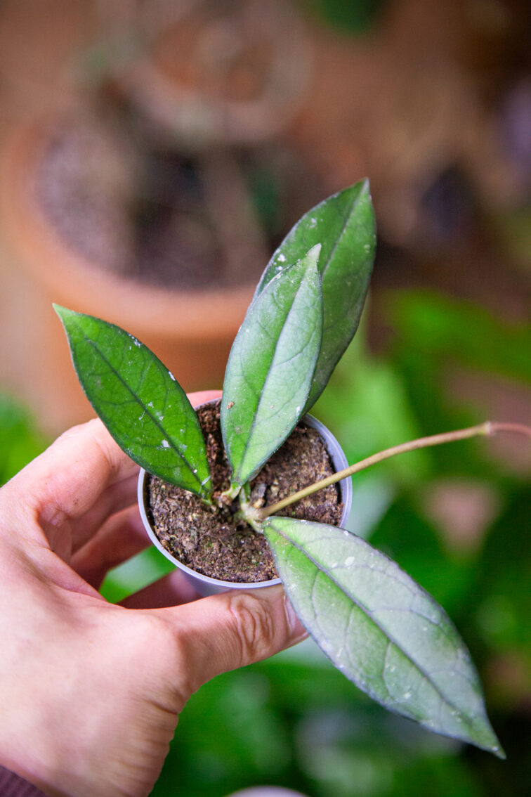 Zdjęcie rosliny doniczkowej Hoya 'Crassipetiolata', ujęcie 2