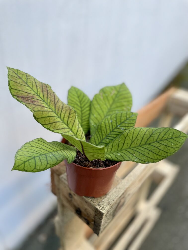 Zdjęcie rosliny doniczkowej Hoya Sp Sabah, ujęcie 2