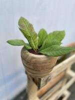 Zdjęcie rosliny doniczkowej Hoya Sp Sabah, ujęcie 3