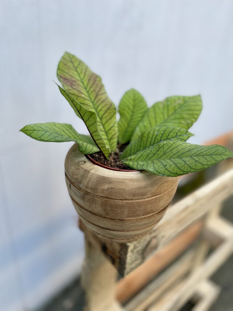 Zdjęcie rosliny doniczkowej Hoya Sp Sabah, ujęcie 3