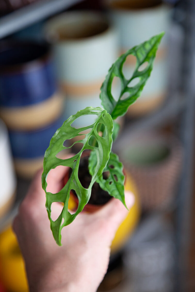 Zdjęcie rosliny doniczkowej Monstera obliqua Peru, ujęcie 1