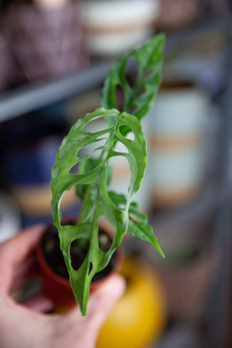 Zdjęcie rosliny doniczkowej Monstera obliqua Peru, ujęcie 2