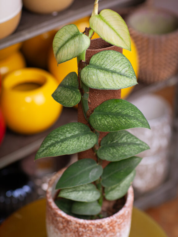 Zdjęcie rosliny doniczkowej Rhaphidophora hongkongensis variegata, ujęcie 1