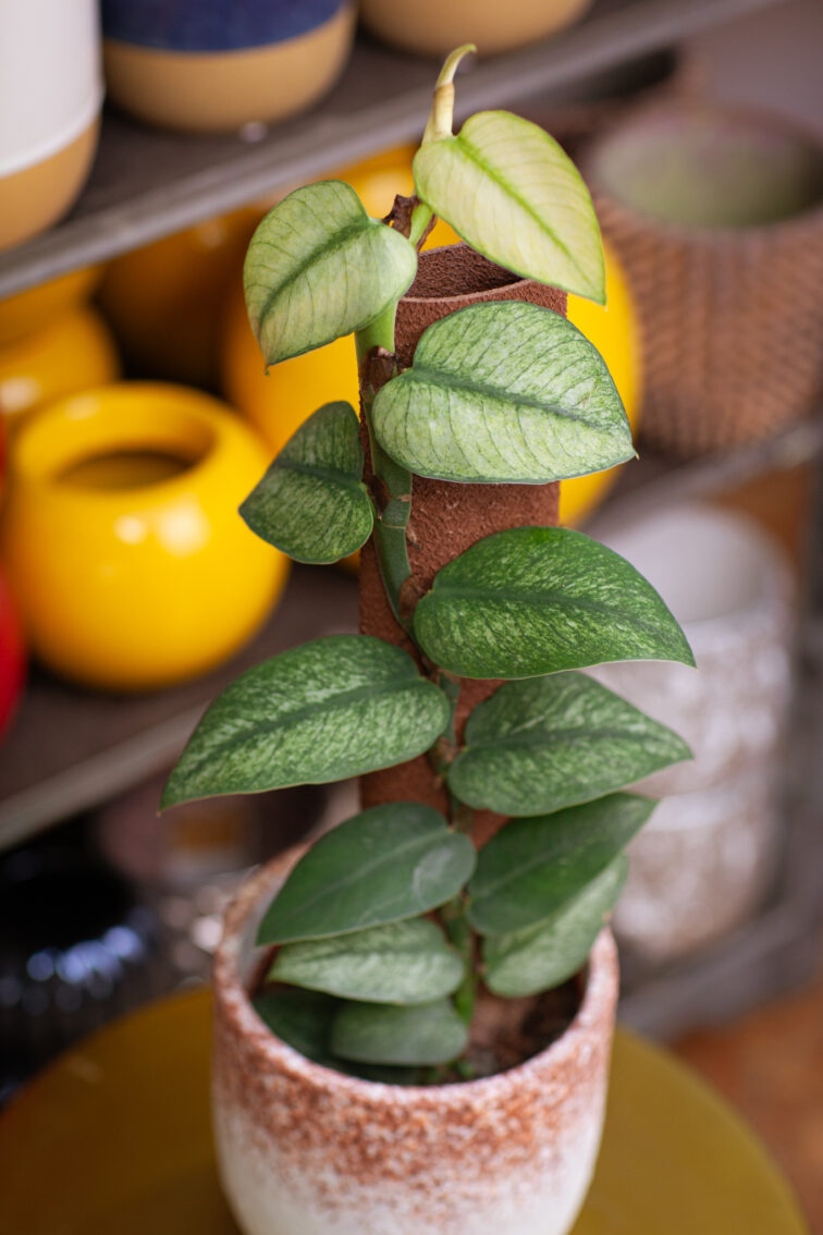 Zdjęcie rosliny doniczkowej Rhaphidophora hongkongensis variegata, ujęcie 1