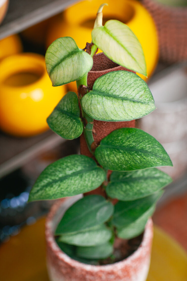 Zdjęcie rosliny doniczkowej Rhaphidophora hongkongensis variegata, ujęcie 2