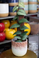 Zdjęcie rosliny doniczkowej Rhaphidophora hongkongensis variegata, ujęcie 3