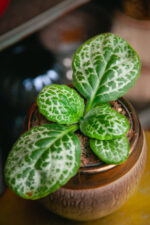 Zdjęcie rosliny doniczkowej Streptocarpus Pretty Turtle, ujęcie 1