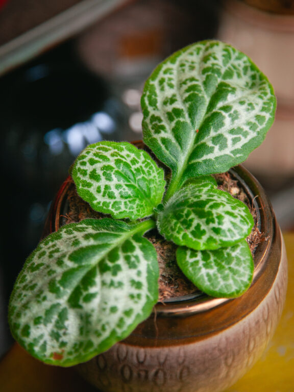 Zdjęcie rosliny doniczkowej Streptocarpus Pretty Turtle, ujęcie 1