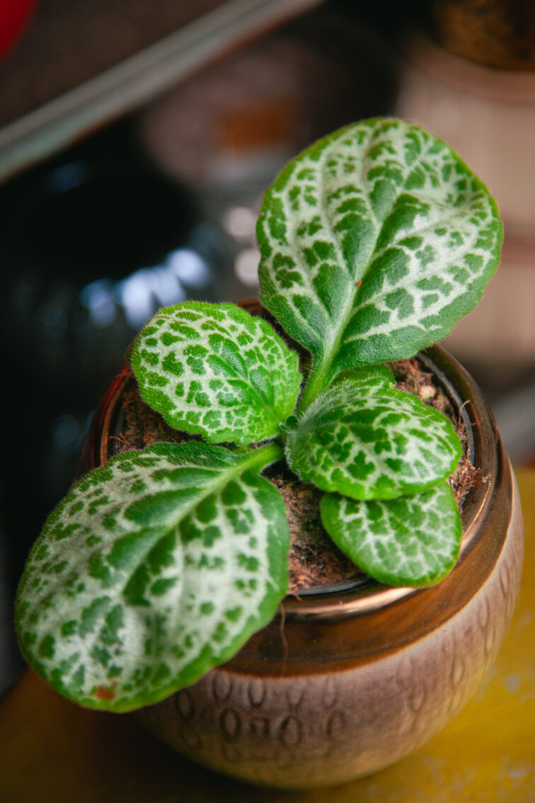 Zdjęcie rosliny doniczkowej Streptocarpus Pretty Turtle, ujęcie 1