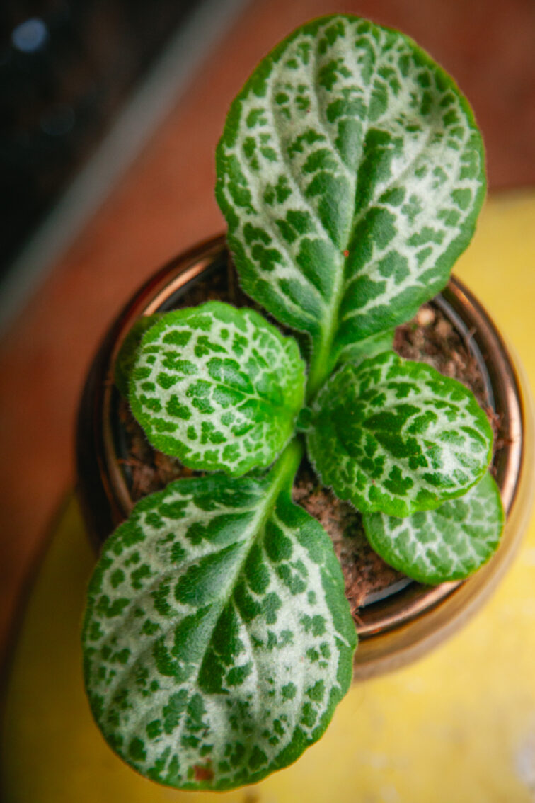 Zdjęcie rosliny doniczkowej Streptocarpus Pretty Turtle, ujęcie 2