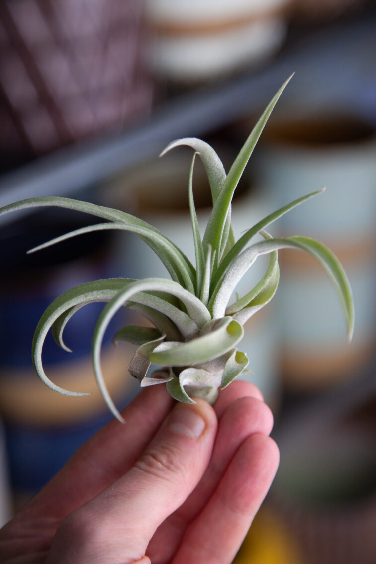 Zdjęcie rosliny doniczkowej Tillandsia capitata, ujęcie 1