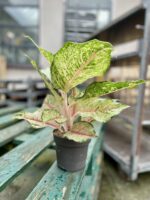 Zdjęcie rosliny doniczkowej Aglaonema Pistachio Pink, ujęcie 1