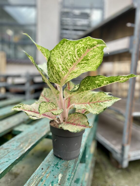 Zdjęcie rosliny doniczkowej Aglaonema Pistachio Pink, ujęcie 1