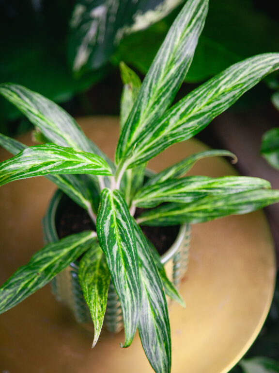 Zdjęcie rosliny doniczkowej Aglaonema Sunray Green, ujęcie 1