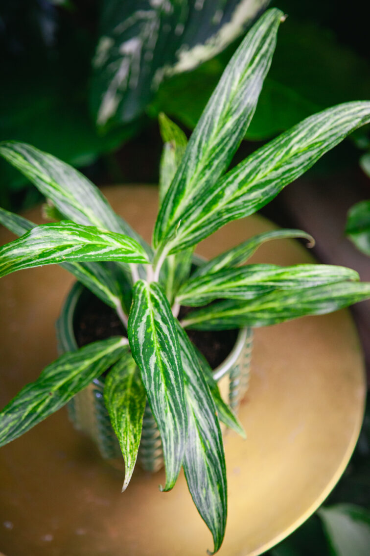 Zdjęcie rosliny doniczkowej Aglaonema Sunray Green, ujęcie 1