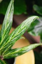 Zdjęcie rosliny doniczkowej Aglaonema Sunray Green, ujęcie 2