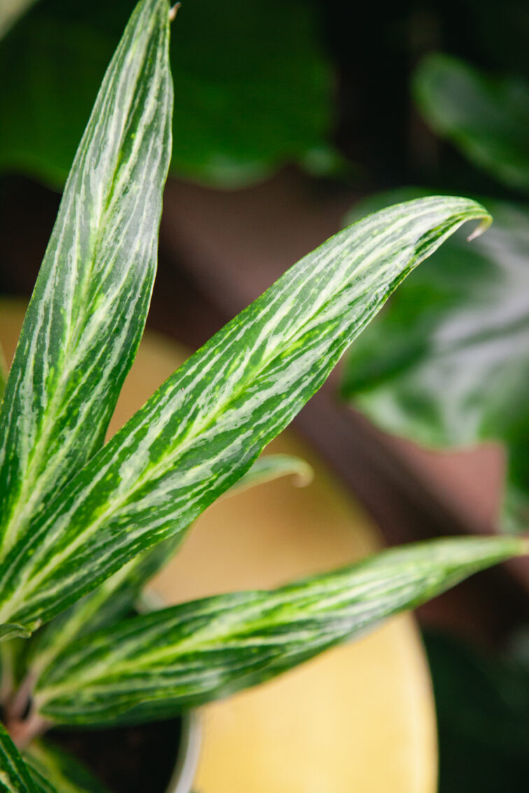 Zdjęcie rosliny doniczkowej Aglaonema Sunray Green, ujęcie 2