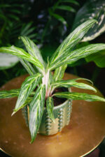Zdjęcie rosliny doniczkowej Aglaonema Sunray Green, ujęcie 3