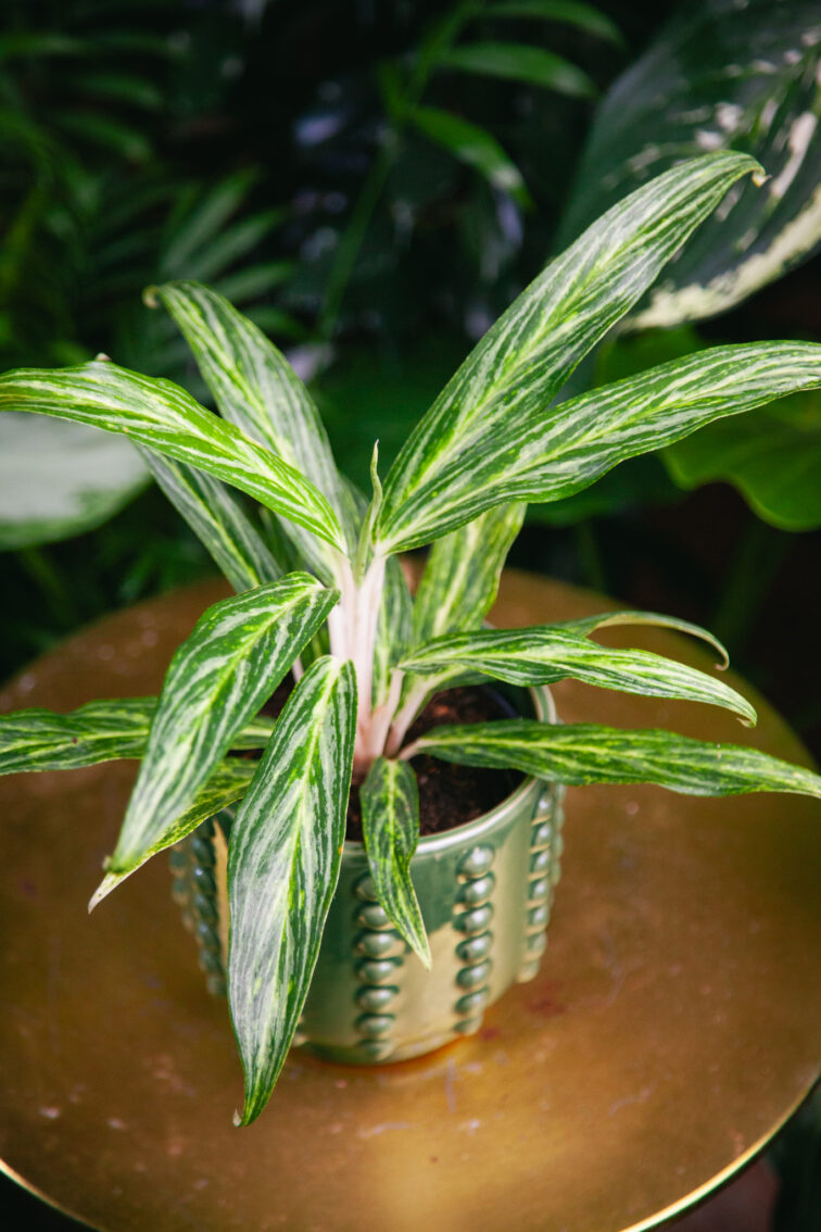 Zdjęcie rosliny doniczkowej Aglaonema Sunray Green, ujęcie 3