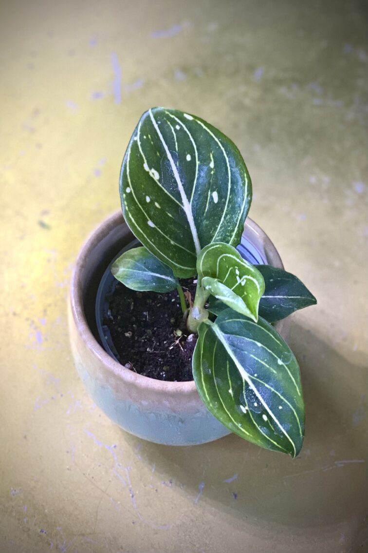 Zdjęcie rosliny doniczkowej Aglaonema Toms Pride, ujęcie 1