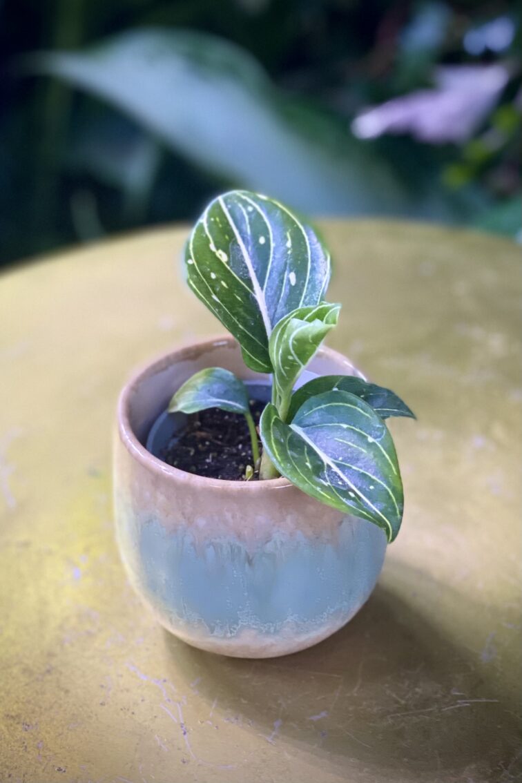 Zdjęcie rosliny doniczkowej Aglaonema Toms Pride, ujęcie 2