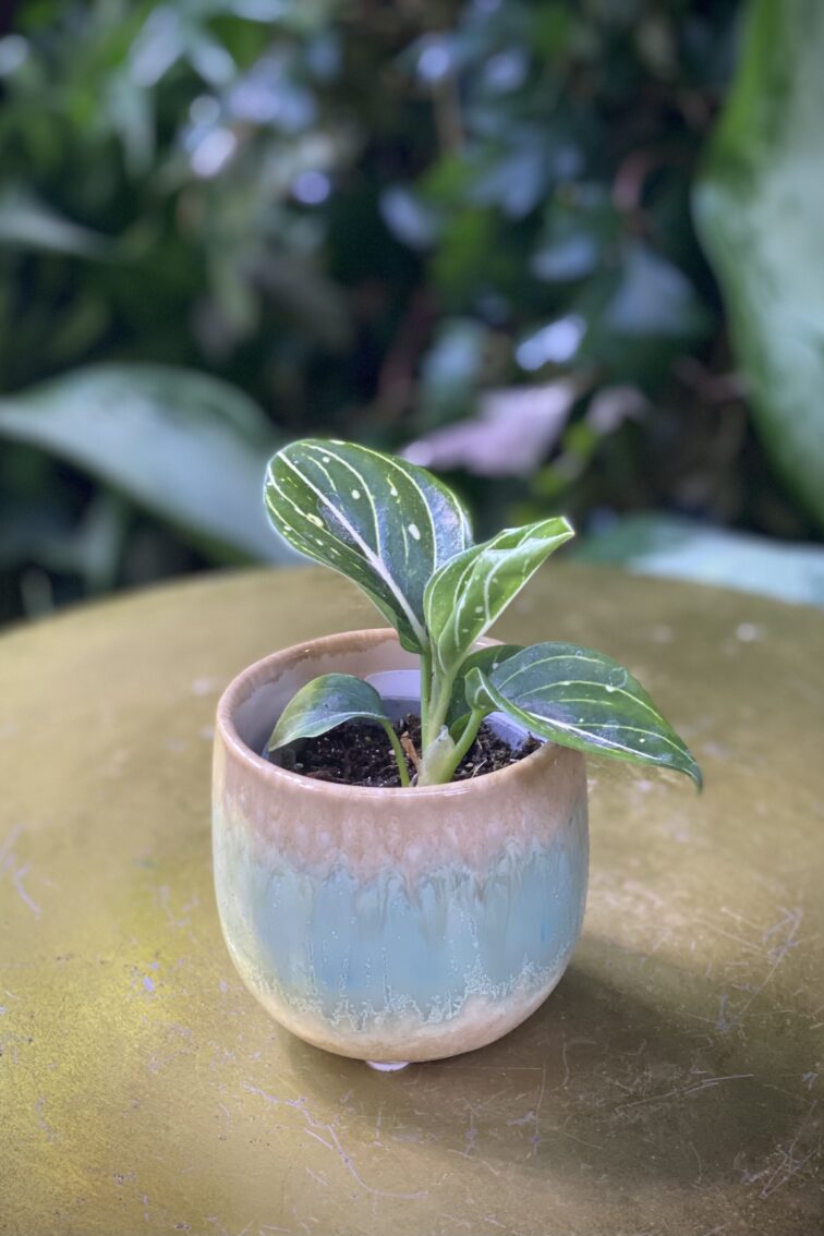 Zdjęcie rosliny doniczkowej Aglaonema Toms Pride, ujęcie 3