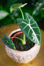 Zdjęcie rosliny doniczkowej Alocasia Frydek variegata, ujęcie 1