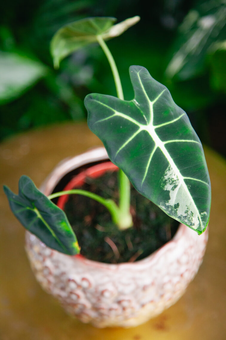 Zdjęcie rosliny doniczkowej Alocasia Frydek variegata, ujęcie 1