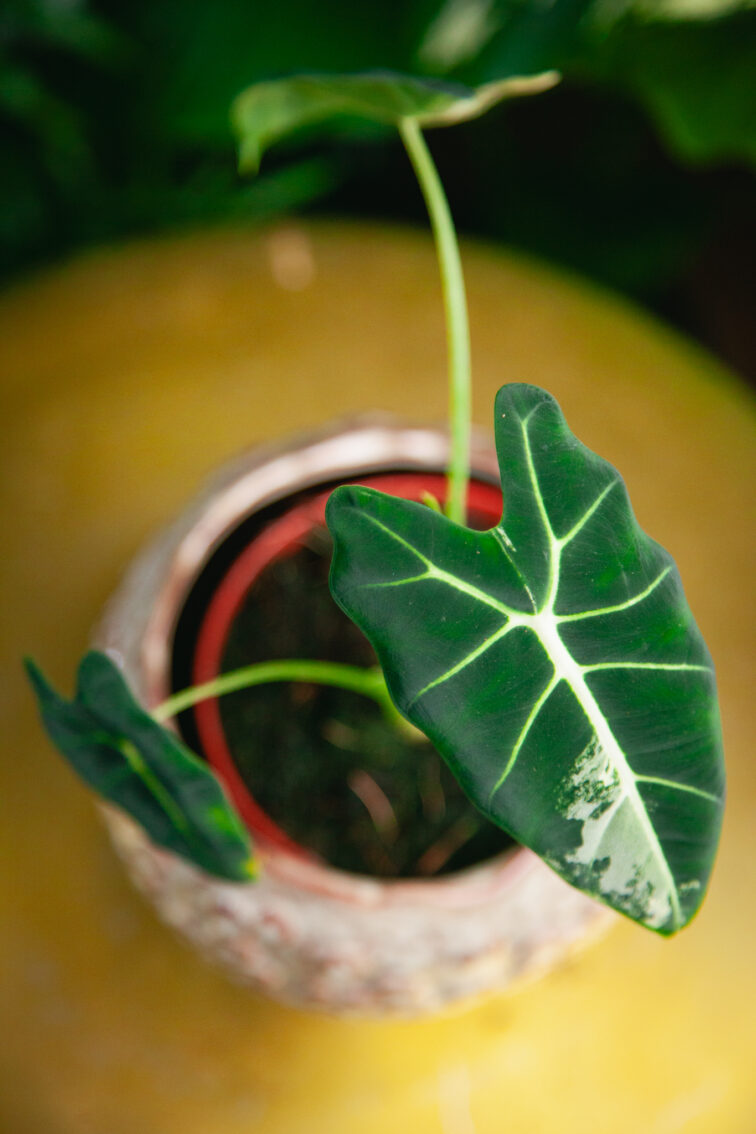 Zdjęcie rosliny doniczkowej Alocasia Frydek variegata, ujęcie 2