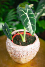 Zdjęcie rosliny doniczkowej Alocasia Frydek variegata, ujęcie 3