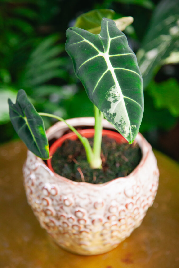 Zdjęcie rosliny doniczkowej Alocasia Frydek variegata, ujęcie 3