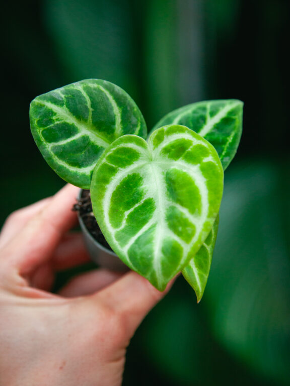Zdjęcie rosliny doniczkowej Anthurium Crystal Hope, ujęcie 1