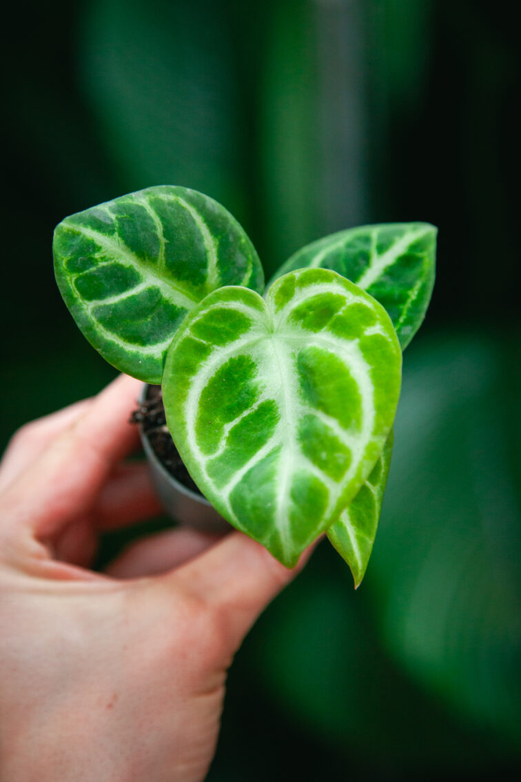 Zdjęcie rosliny doniczkowej Anthurium Crystal Hope, ujęcie 1