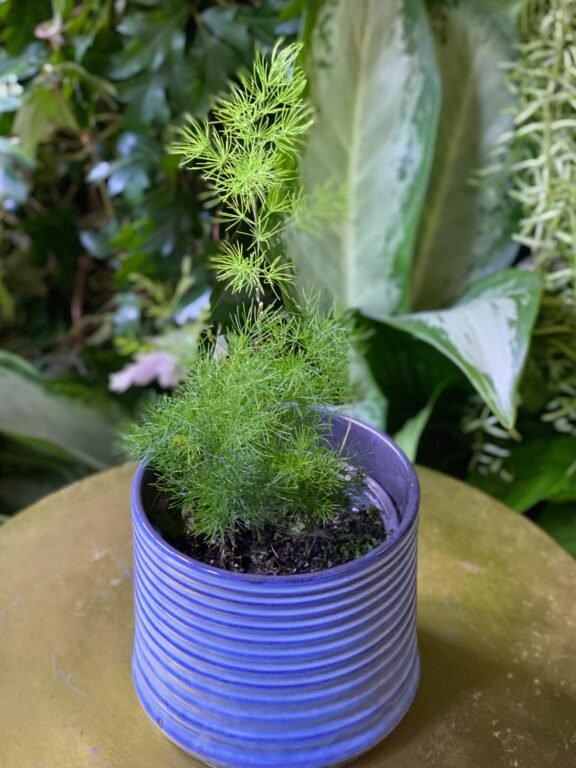 Zdjęcie rosliny doniczkowej Asparagus umbellatus, ujęcie 1