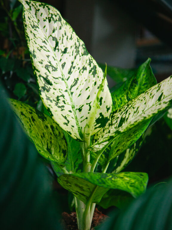 Zdjęcie rosliny doniczkowej Dieffenbachia Snowflake, ujęcie 1
