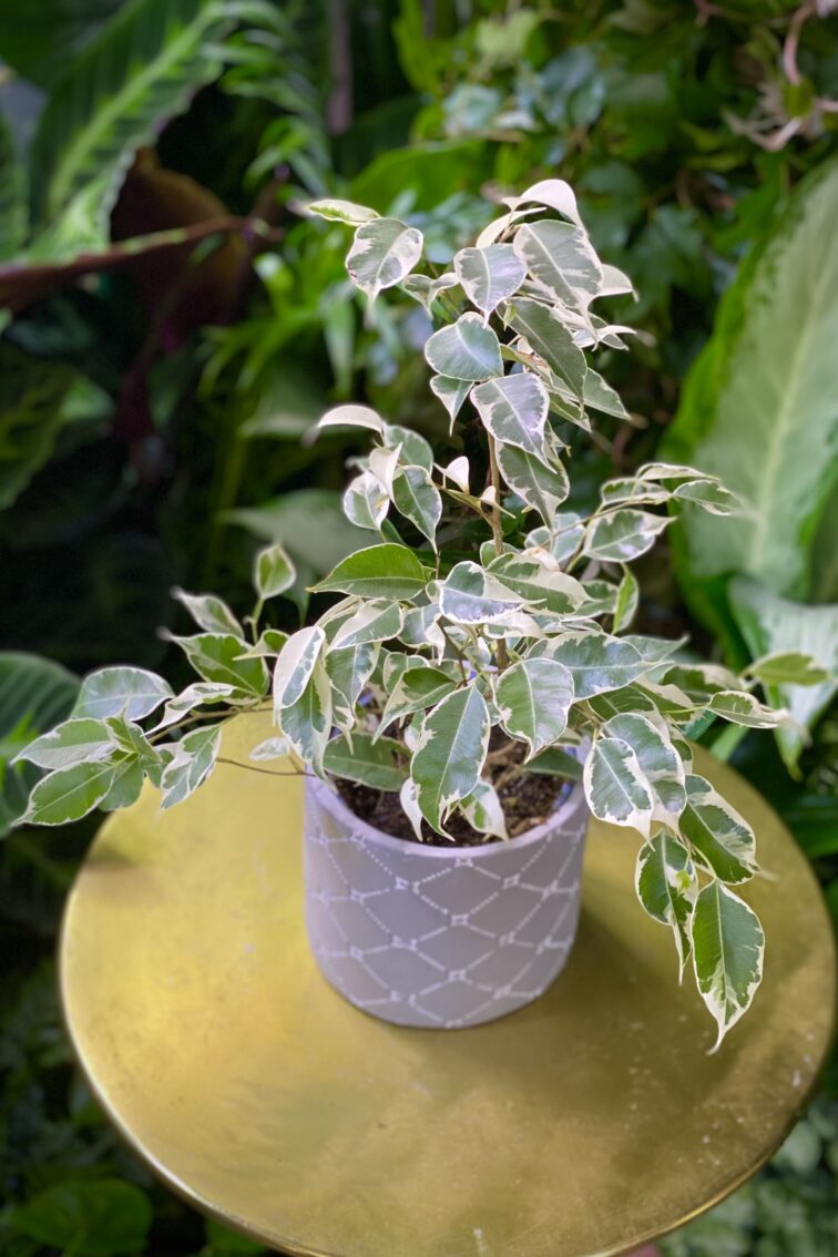 Zdjęcie rosliny doniczkowej Ficus benjamina Starlight, ujęcie 1